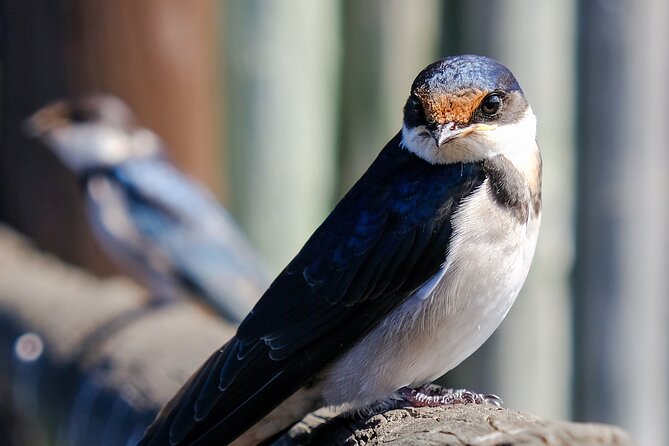 Cape Town Private Birding Tour - A full birding day with a local guide