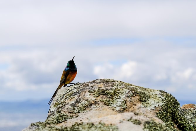 Cape Town Private Birding Tour - Rondevlei: a quieter wetland hour and a half