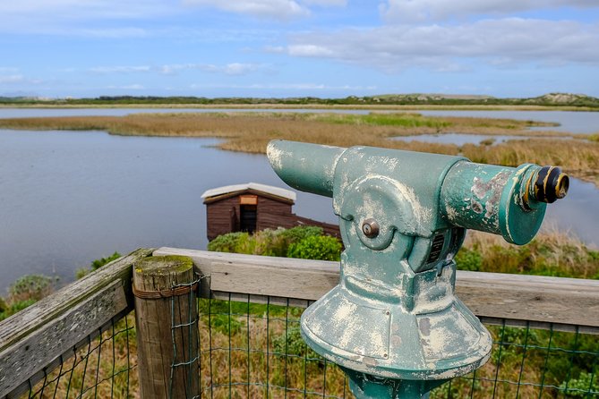 Cape Town Private Birding Tour - Strandfontein: the strongest stop for bird variety