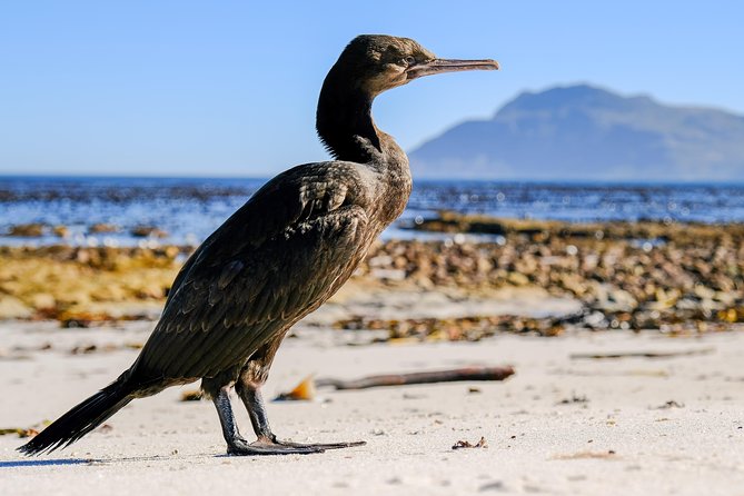 Cape Town Private Birding Tour - Silvermine: a beautiful possibility, not a guaranteed stop
