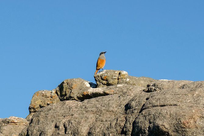 Cape Town Private Birding Tour - What the private format is really worth