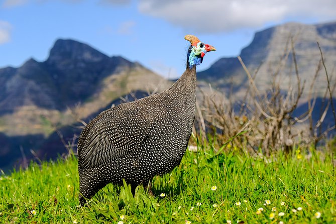 Cape Town Private Birding Tour - Weather, fitness, and extra costs