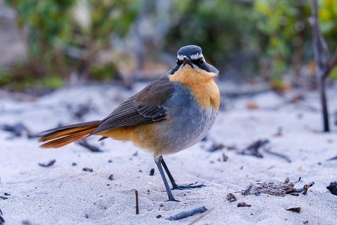 Cape Town Private Birding Tour - Kirstenbosch: two hours among mountain plants and garden birds