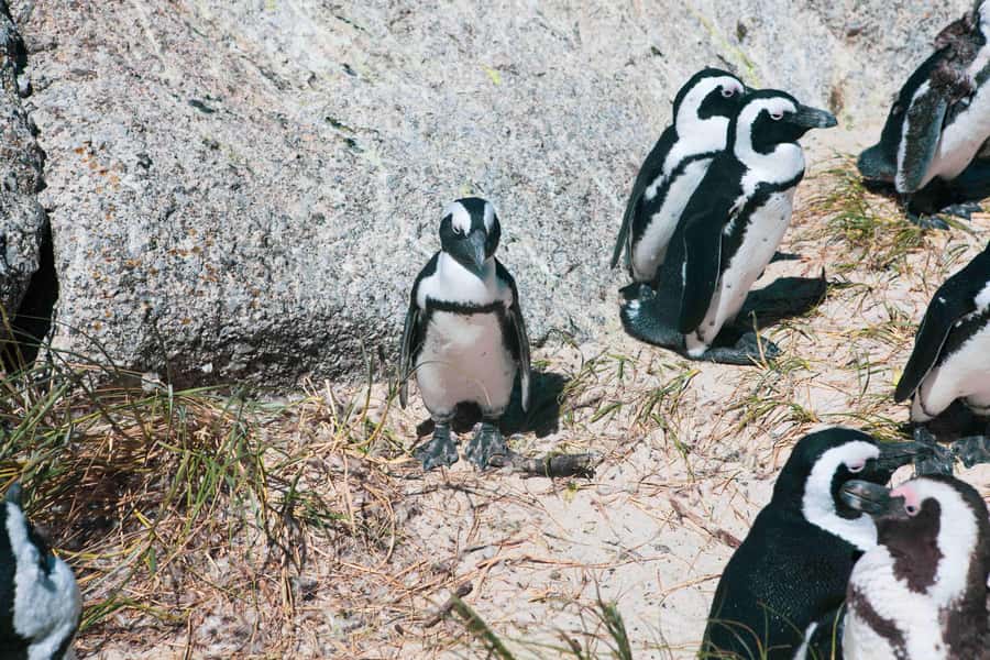 Cape Town: Private Full-Day Cape Point Tour with Penguins - Five useful things to know before you book
