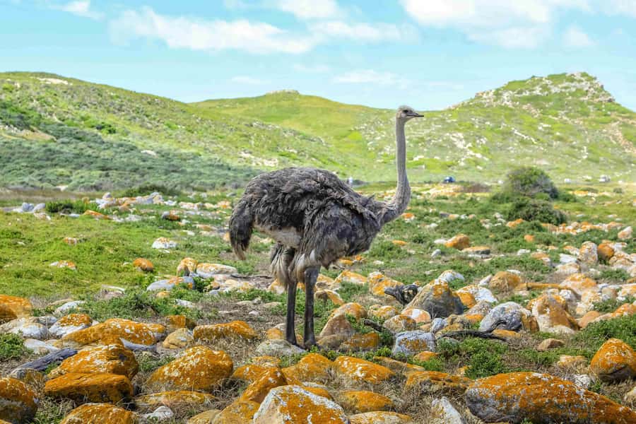 Cape Town: Private Full-Day Cape Point Tour with Penguins - What the $95 price really gets you