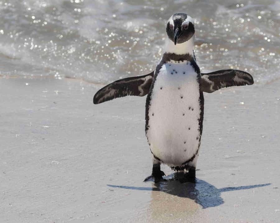 Cape Town: Private Full-Day Cape Point Tour with Penguins - Cape Point and the lighthouse above the cliffs