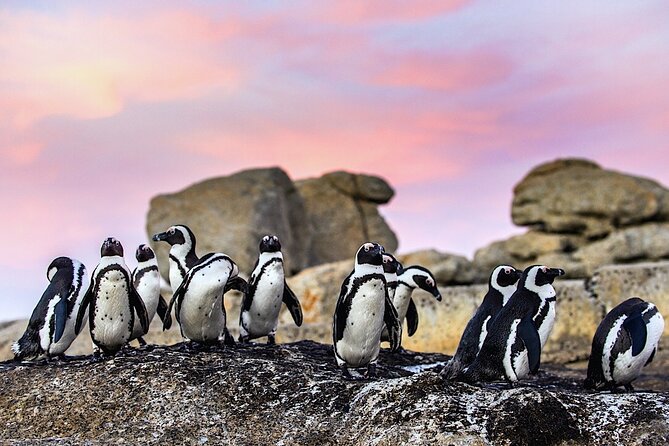 Cape Town Private Group Tour to Cape of Good Hope and Boulders Penguins Colony - Why this private Cape Peninsula tour works
