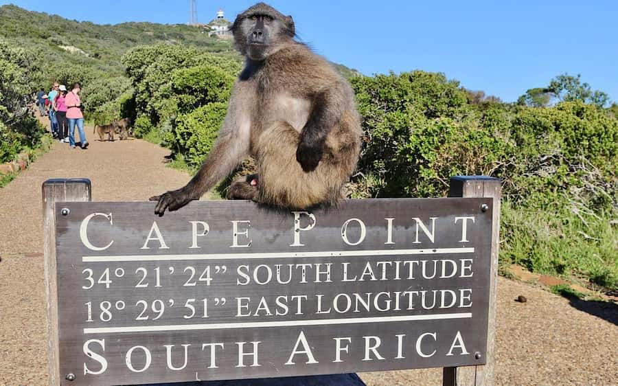Cape Town Private Tour to Cape Of Good Hope and the Penguins - Hout Bay: seals, boats, and fish and chips