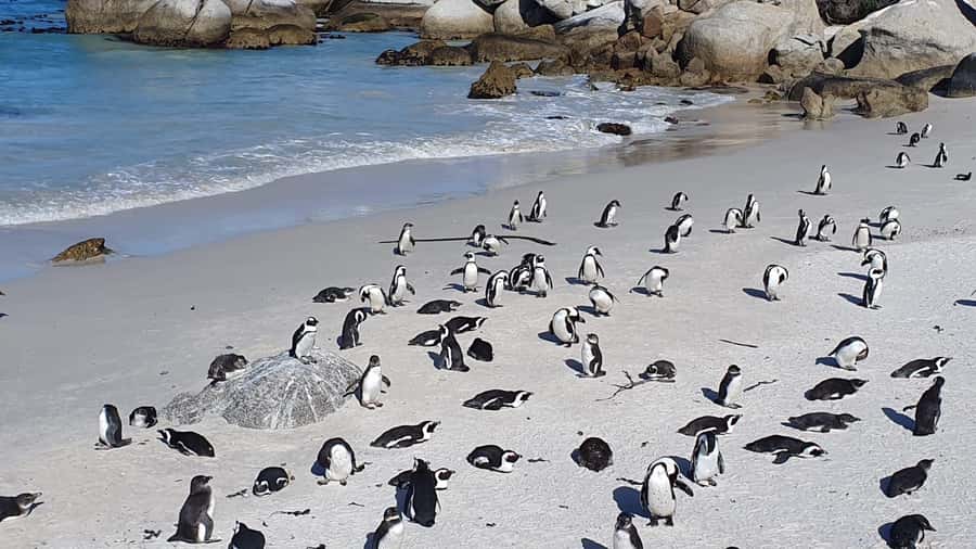Cape Town: Seal Island, Cape of Good Hope& Penguins Private - Five details that shape the day
