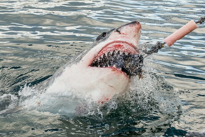 Cape Town: Shark Cage Diving & Penguins Tour to Gansbaai with private transfers - Key points to know before booking
