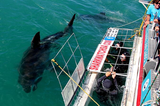 Cape Town: Shark Cage Diving & Penguins Tour to Gansbaai with private transfers - Leaving Cape Town at 6:00 am