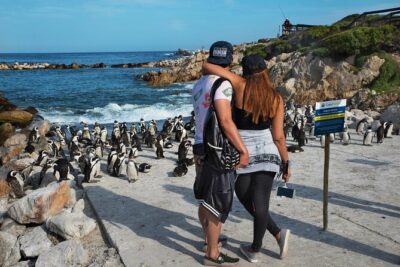 Shark Cage Diving & Penguins Tour to Gansbaai with private transfers