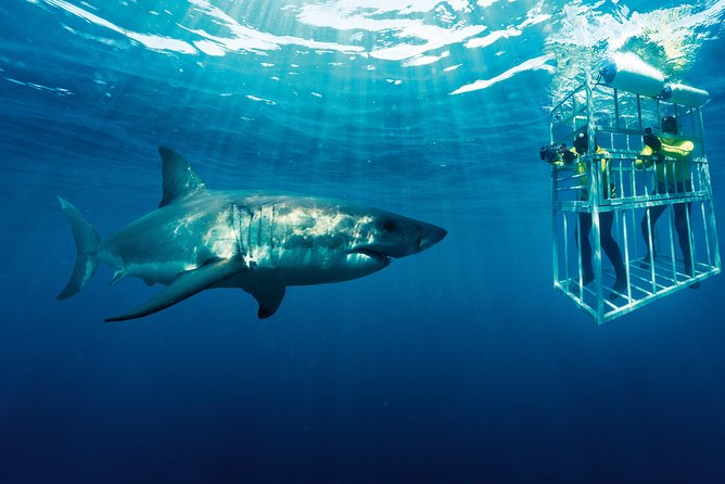Cape Town: Shark Cage Diving & Penguins Tour to Gansbaai with private transfers - Lunch, video, and the return road