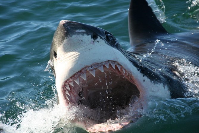 Cape Town: Shark Cage Diving & Penguins Tour to Gansbaai with private transfers - Stony Point Penguins Colony adds a useful second wildlife stop