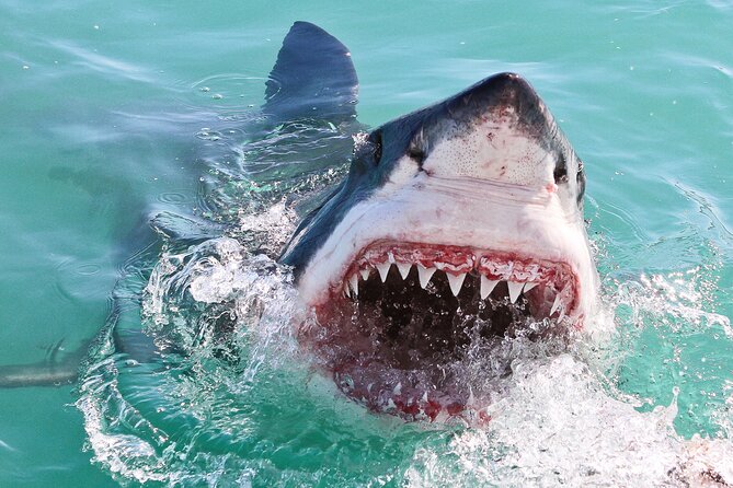 Cape Town: Shark Cage Diving & Penguins Tour to Gansbaai with private transfers - Group size, private options, and comfort