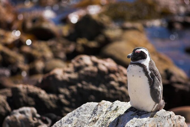 Cape Town: Shark Cage Diving & Penguins Tour to Gansbaai with private transfers - What the $282.22 price really buys