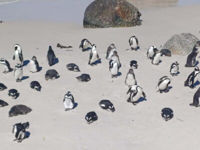 Sunset Penguins & Cape of Good Hope Half-Day Tour