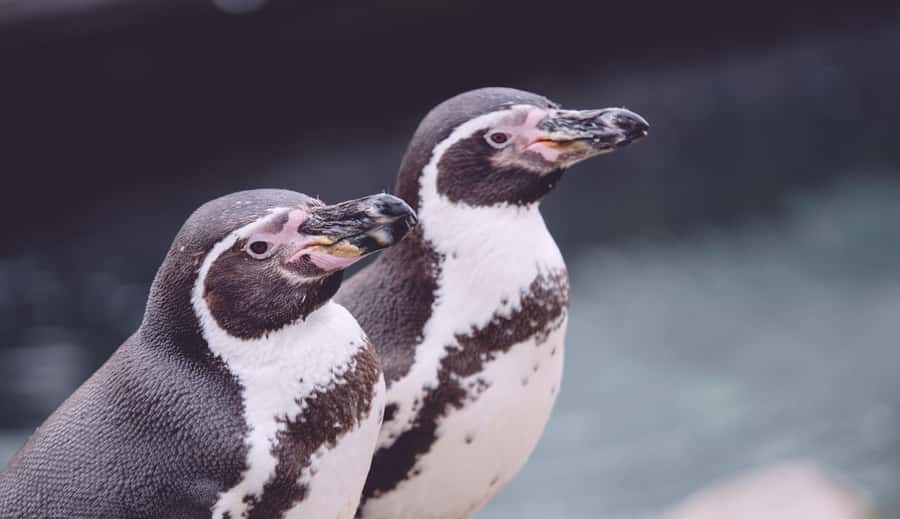 Cape Town: Table Mountain, Cape of Goodhope & Penguins Tour - Cape of Good Hope and its historical setting