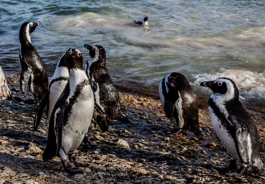 Cape Town: Table Mountain, Cape of Goodhope & Penguins Tour - What the $210 price really includes