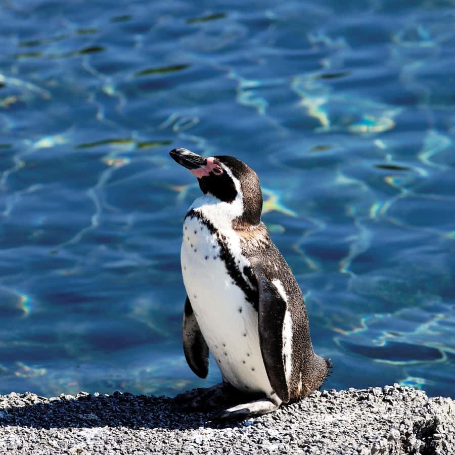 Cape Town: Table Mountain, Cape of Goodhope & Penguins Tour - The guide can shape the whole day