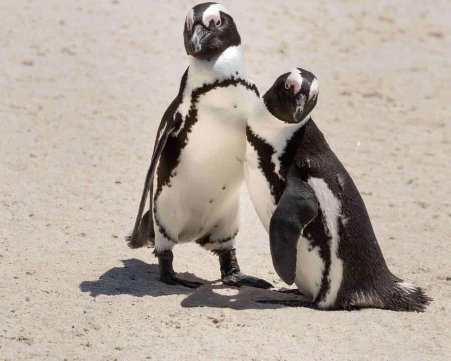 Cape Town: Table Mountain, Cape Point, and Penguins Tour - Cape of Good Hope: rugged shore and open water