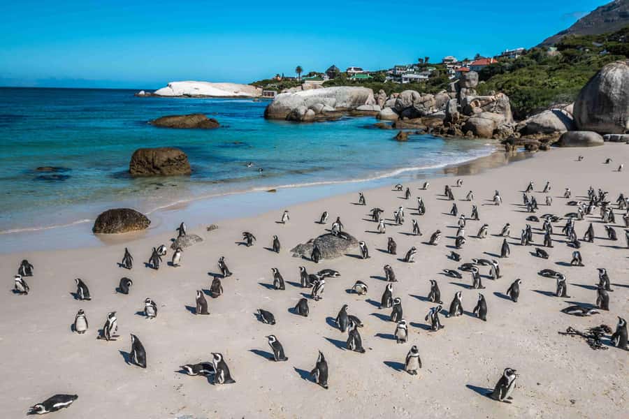 Cape Town: Table Mountain, Cape Point, and Penguins Tour - Boulders Beach: African penguins close to shore