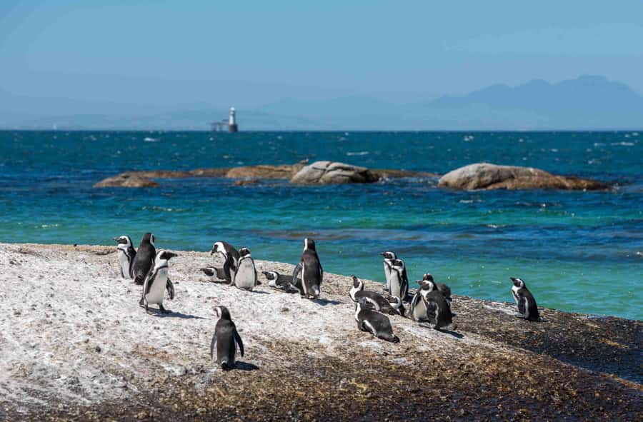 Cape Town: Table Mountain, Cape Point, and Penguins Tour - The guides can make the packed schedule work