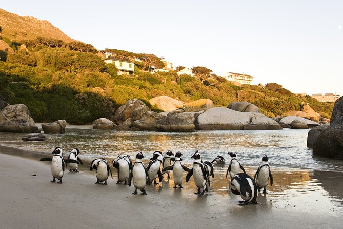 Cape Town Table Mountain Cape Point Penguins Full-Day Private Tour - Meeting the African penguins at Boulders Beach