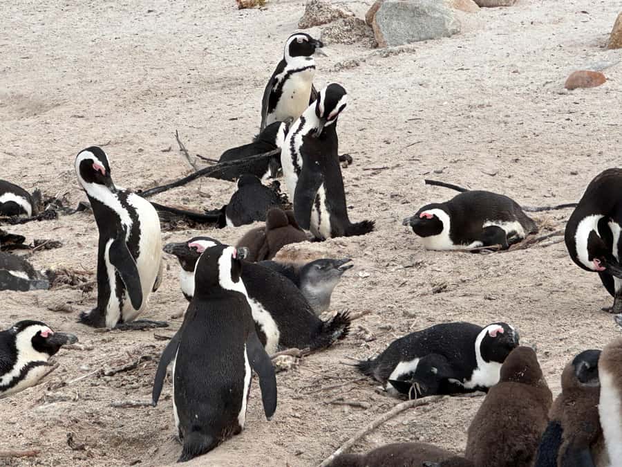 Cape Town Table Mountain Penguins & Cape Point All-inclusive - Cape Point finishes with a choice of walking or riding