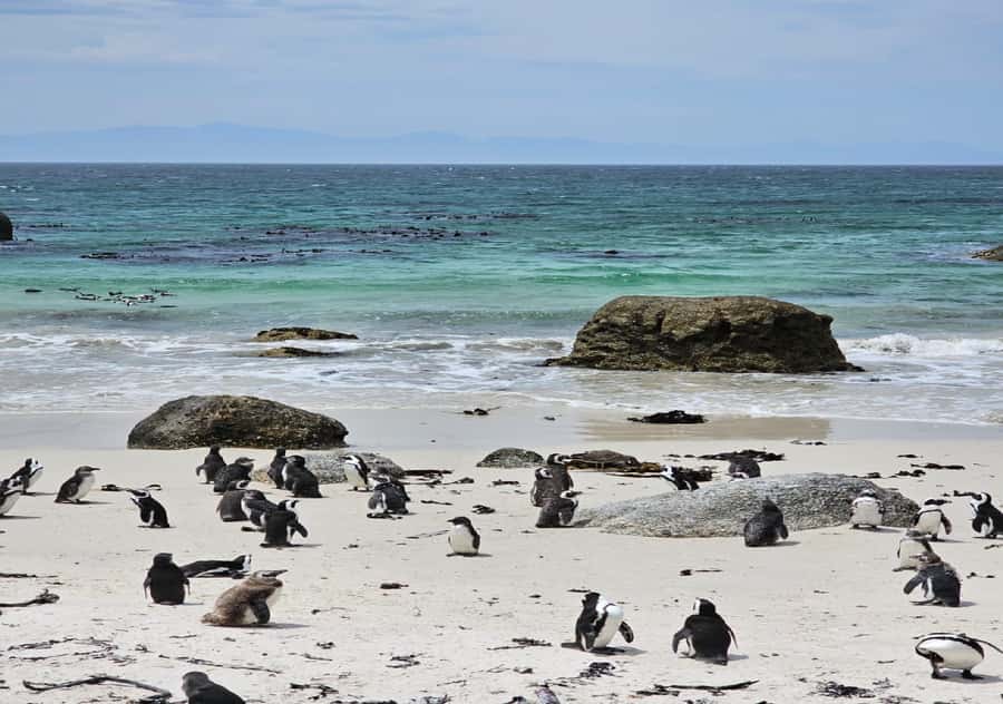 Cape Town Table Mountain Penguins & Cape Point All-inclusive - Why this private Cape Town route works