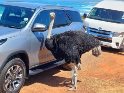 Cape Town Table Mountain Penguins & Cape Point All-inclusive