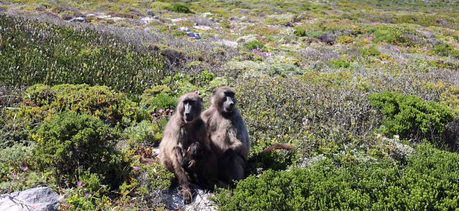 Cape Town: Table Mountain, Penguins & Cape Point Group Tour - Why this full-day route works