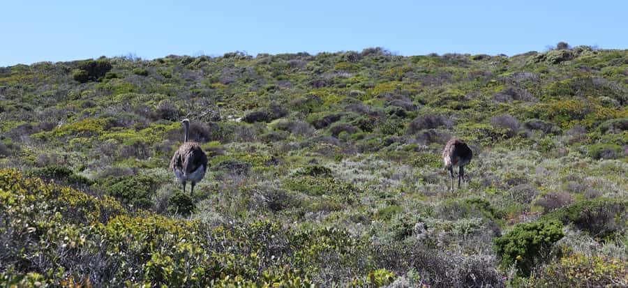 Cape Town: Table Mountain, Penguins & Cape Point Group Tour - Lunch in Simon’s Town