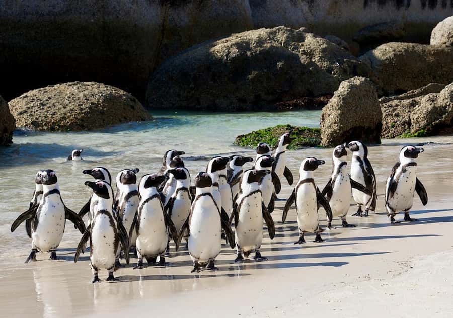 Cape Town: Table Mountain, Penguins & Cape Point Shared Tour - Cape of Good Hope adds wildlife and open scenery