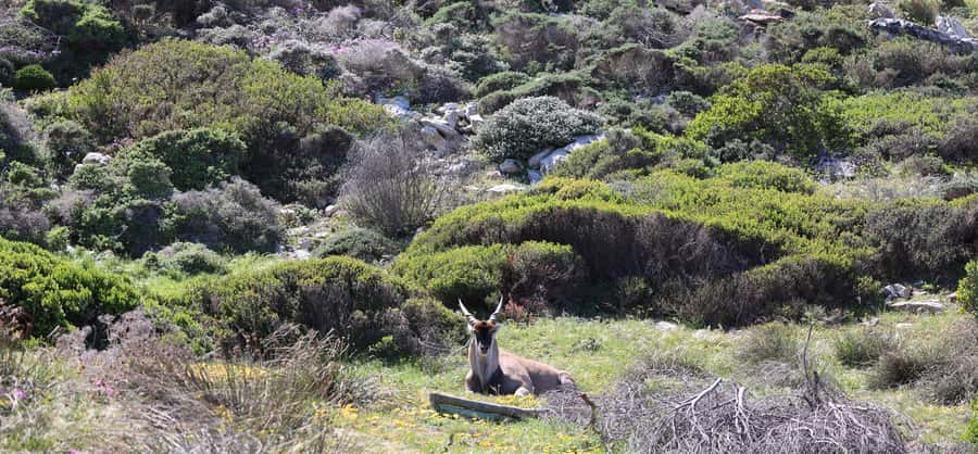 Cape Town: Tour Cape Point & Boulders Beach Penguin Day Trip - Boulders Beach is the day’s most memorable stop