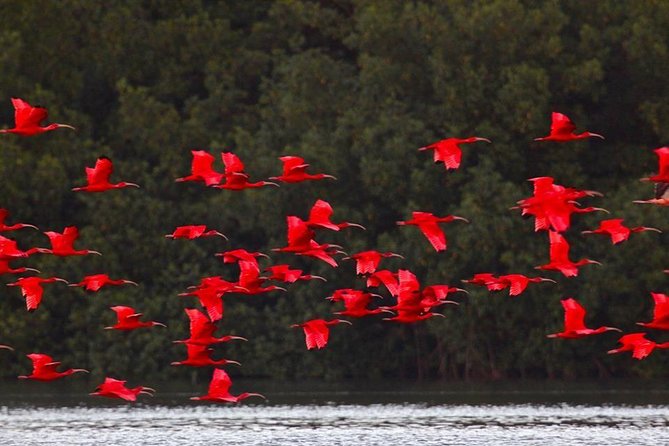 Caroni Bird Sanctuary Tour - What makes this Caroni Swamp trip worth considering