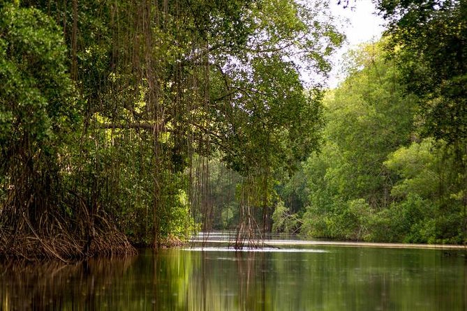 Caroni Bird Sanctuary Tour - A late afternoon in Trinidad’s mangrove country