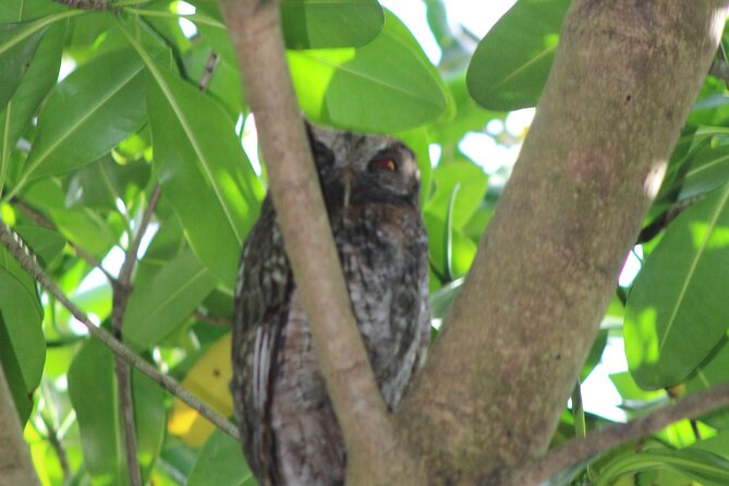 Caroni Bird Sanctuary Tour - Guides who add value before and during the cruise