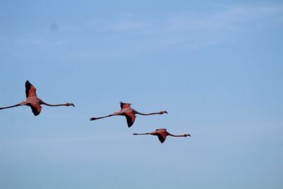 Caroni Bird Sanctuary Tour
