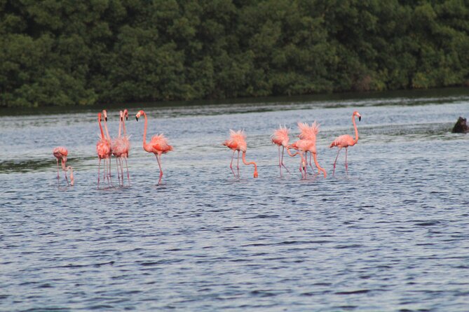 Caroni Bird Sanctuary Tour - The wait, the heat, and what to pack
