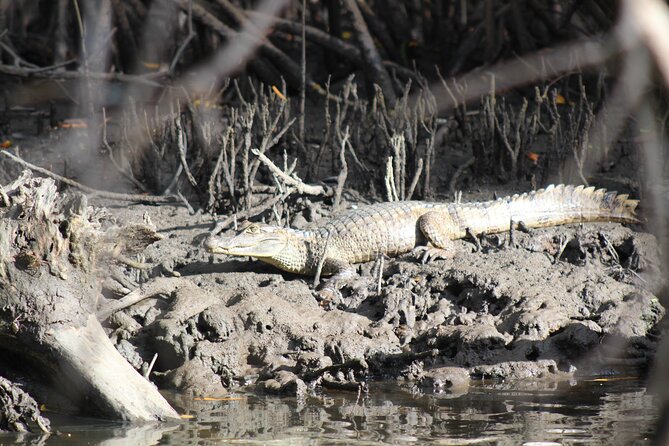 Caroni Bird Sanctuary Tour - How this compares with going directly to the sanctuary