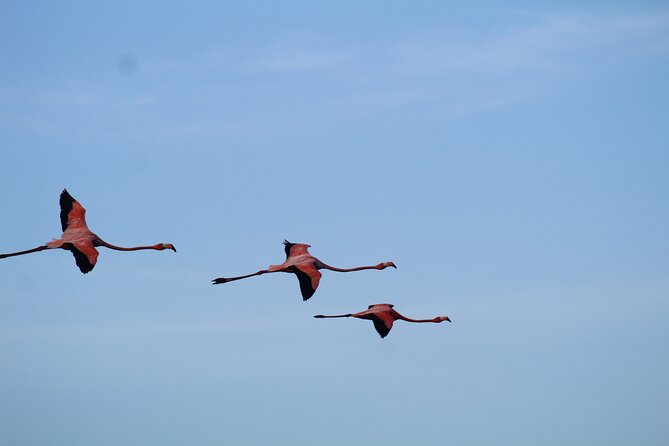 Caroni Bird Sanctuary Tour - Scarlet ibis and flamingos at the best time of day