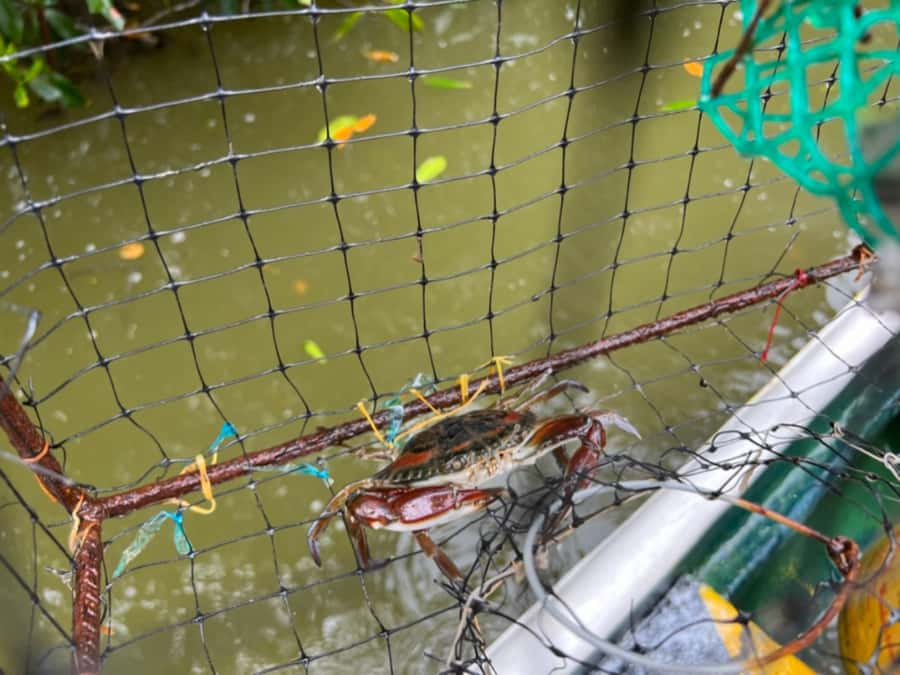 Cartagena Fishing, Crabbing, Birdwatching Experience + Lunch - Why this lagoon trip is worth your morning