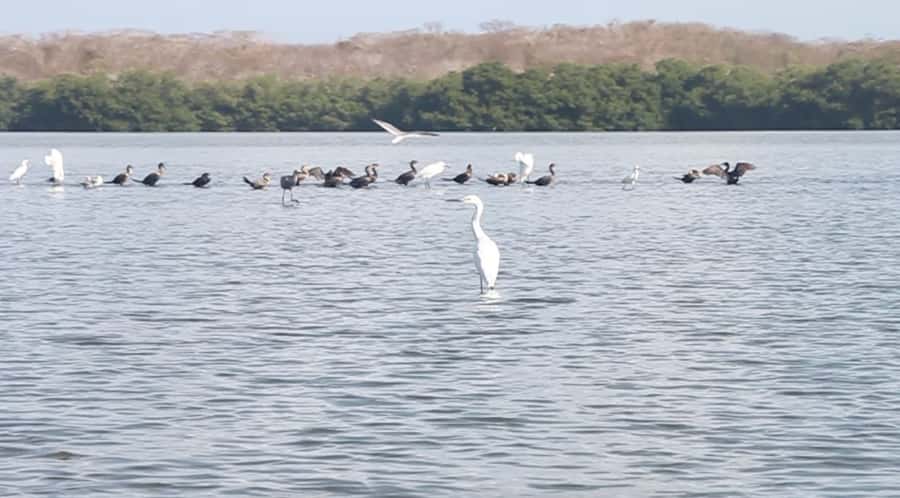 Cartagena Fishing, Crabbing, Birdwatching Experience + Lunch - Through the mangrove tunnels by canoe