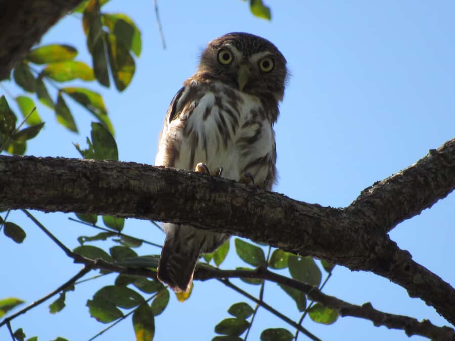 Cartagena: Private Bird-Watching Tour with Breakfast - Key points to know before you book