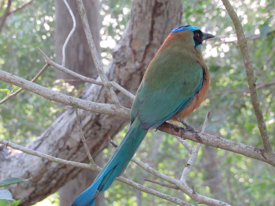 Cartagena: Private Bird-Watching Tour with Breakfast - My verdict: book it for the guide and setting