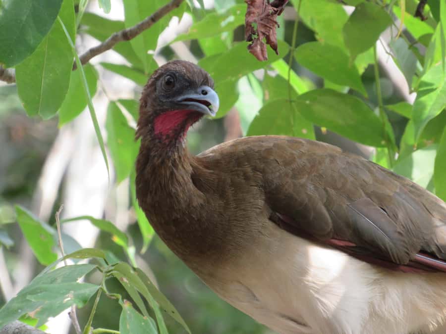 Cartagena: Private Bird-Watching Tour with Breakfast - Why this tour is different from Cartagena’s usual outings