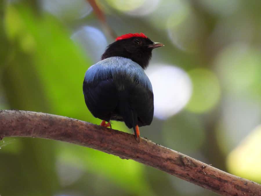 Cartagena: Private Bird-Watching Tour with Breakfast - Walking through Matute’s forest and farm paths