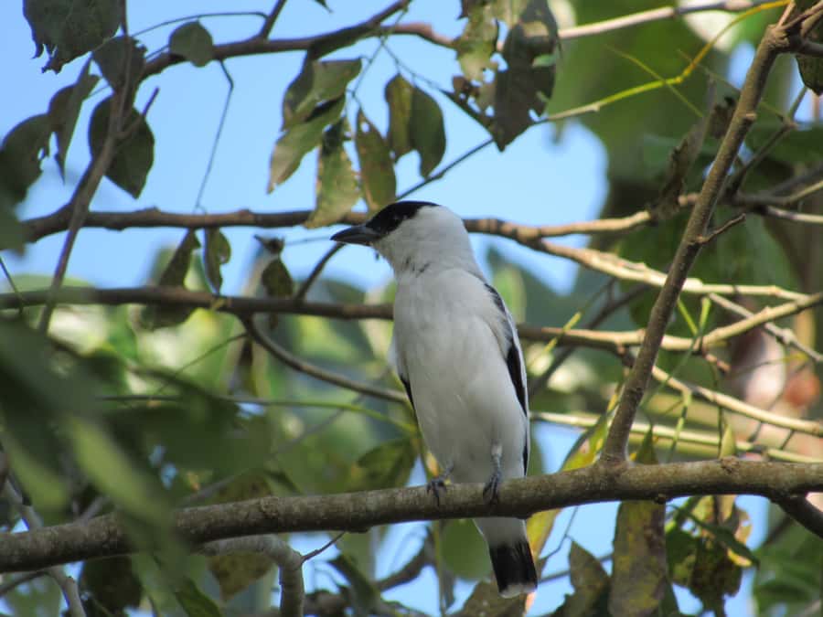 Cartagena: Private Bird-Watching Tour with Breakfast - Birds, monkeys, sloths, and other forest life