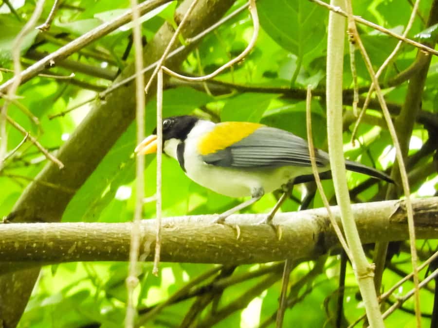 Cartagena: Private Bird-Watching Tour with Breakfast - The Colombian breakfast is more than a quick stop